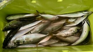 船釣りアジの仕掛けガイド|初心者でも手ぶらでOKな理由と準備のコツ