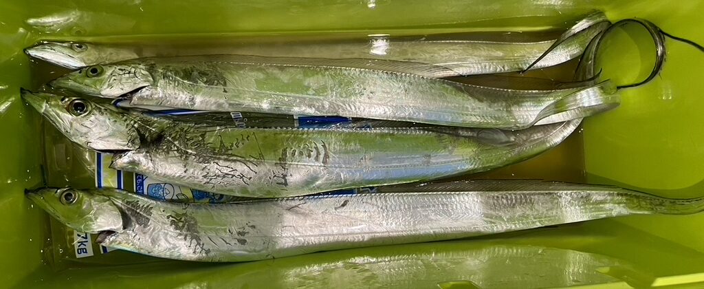 クーラーボックスに入った太刀魚・タチウオ