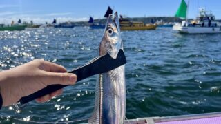 東京湾タチウオ釣り完全ガイド|強烈な引きがクセになる!食卓では無限のレパートリー