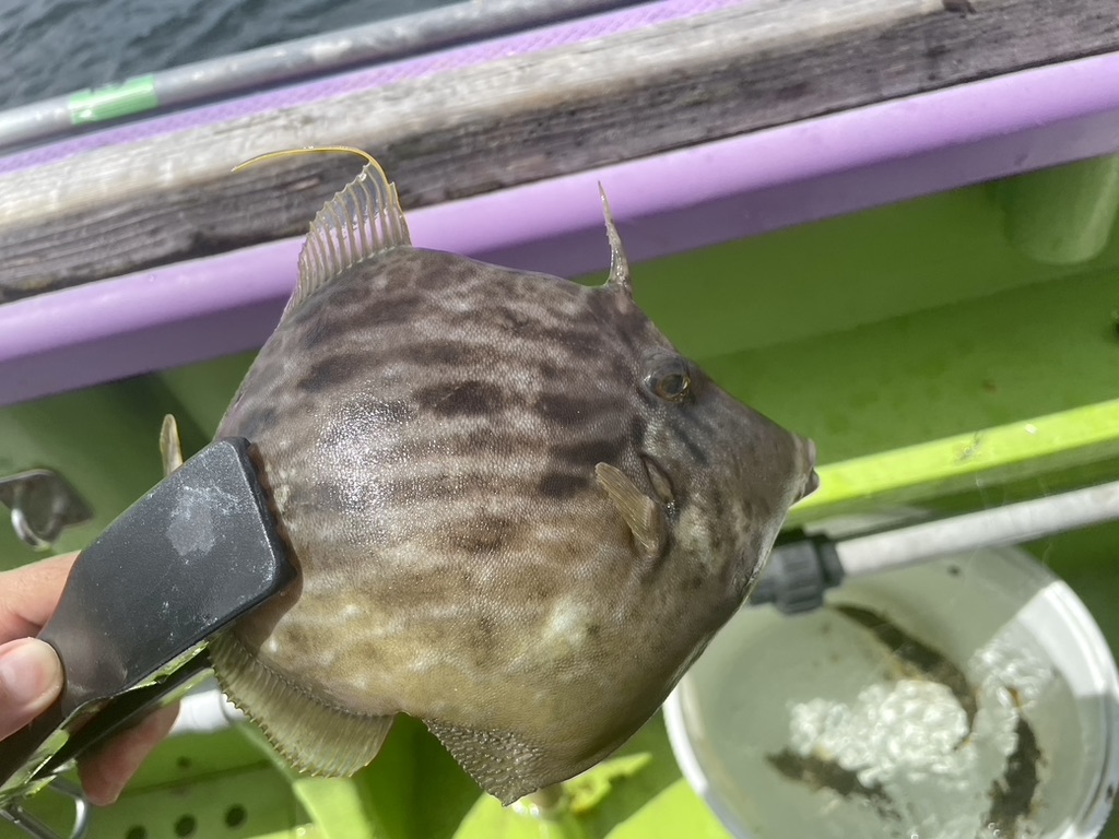 釣行記:初めてのカワハギ釣り(2023年9月)