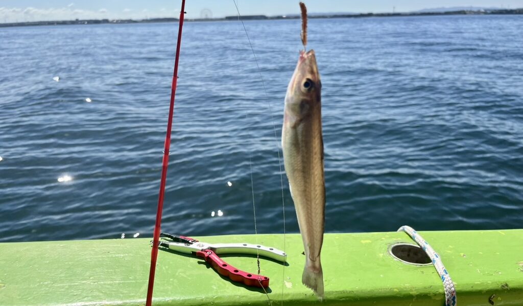 東京湾シロギス船釣り完全ガイド｜仕掛け・タックル・釣り方からレシピまで徹底解説