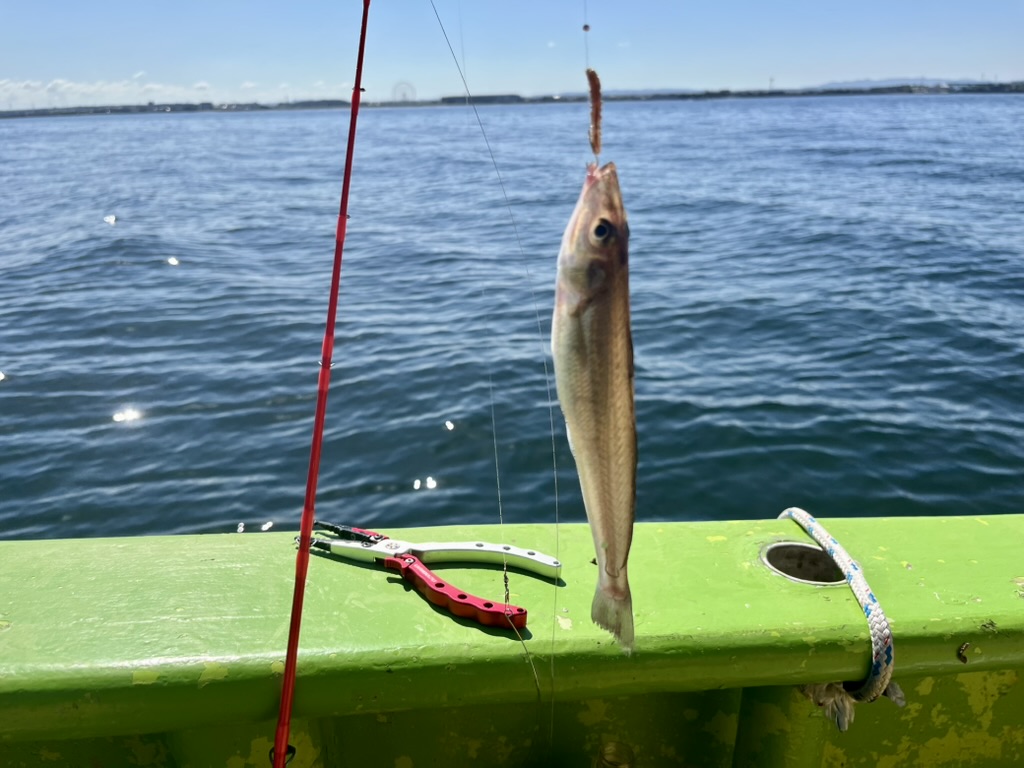 東京湾シロギス船釣り完全ガイド｜仕掛け・タックル・釣り方からレシピまで徹底解説